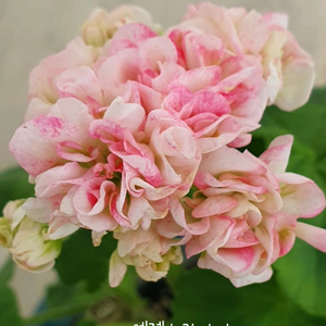 제라늄 엔젤스콰이어