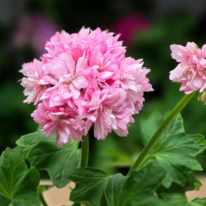 온시티오브스타 스텔라 제라늄