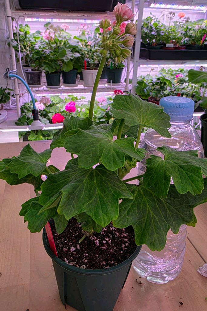 온시티오브스타 스텔라 제라늄--1