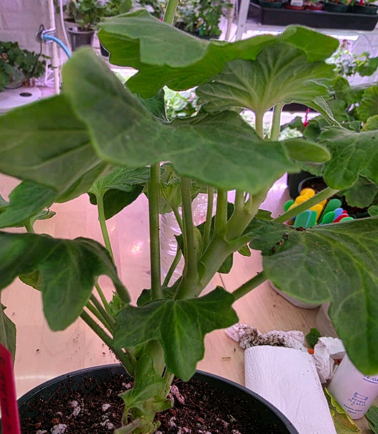 온시티오브스타 스텔라 제라늄--2