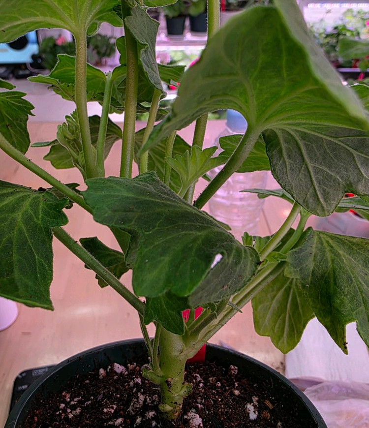 온시티오브스타 스텔라 제라늄--3