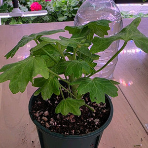 수채화바람 스텔라 제라늄