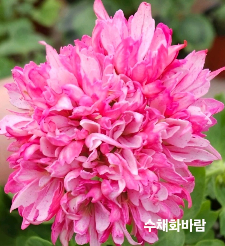 수채화바람 스텔라 제라늄--3