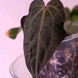 안스리움 레드크리스탈리넘*안톨라키(BVEP)