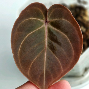 안스리움 호프마니레드사이너스*베쎄aff