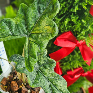 알로카시아 미스틱 No9 ~3자구묘 바리(자구3달린)