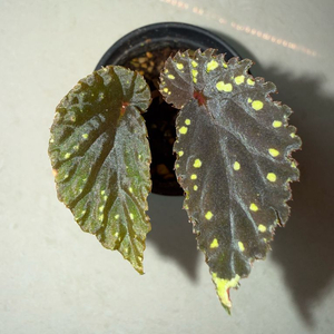 베고니아 다크아트리차