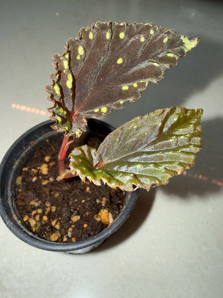 베고니아 다크아트리차--1