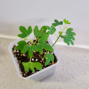 아데니아 이살로엔시스