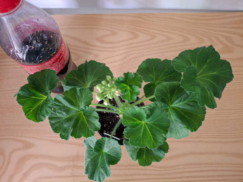 러시아제라늄--1