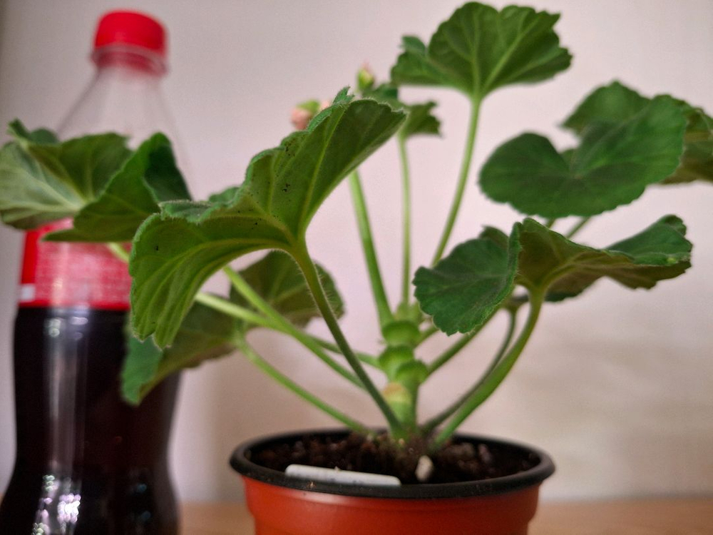 러시아제라늄--2