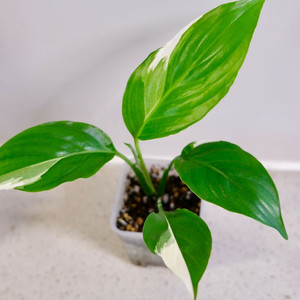 스파트필름 피소