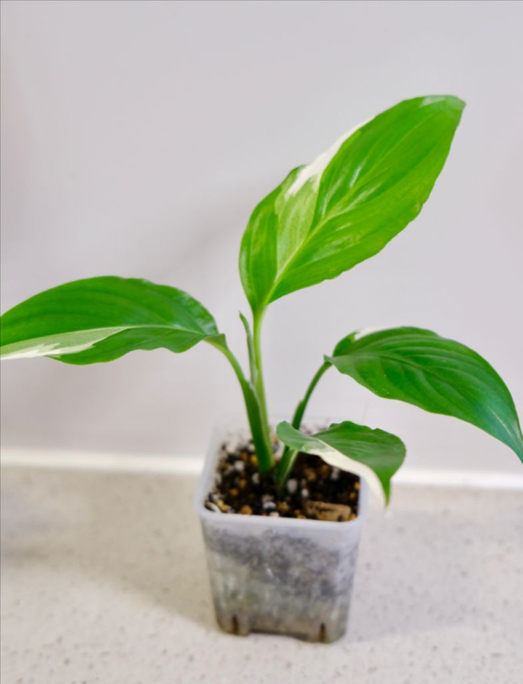 스파트필름 피소--1