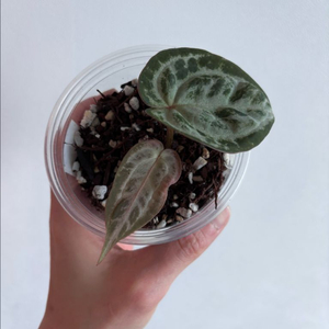 안스리움 레크 스페셜