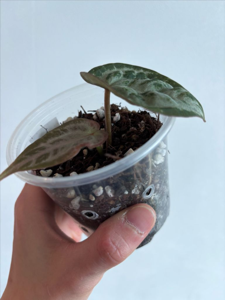 안스리움 레크 스페셜--1