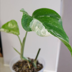 몬스테라 알보 찢잎묘