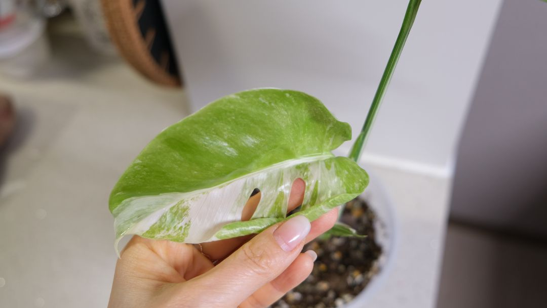 몬스테라 알보 찢잎묘--1