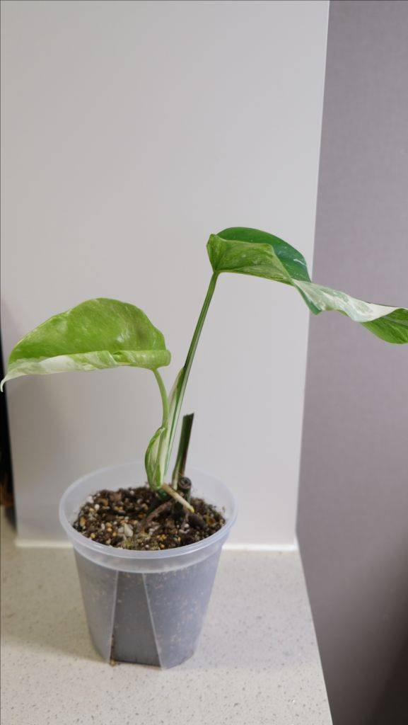 몬스테라 알보 찢잎묘--2