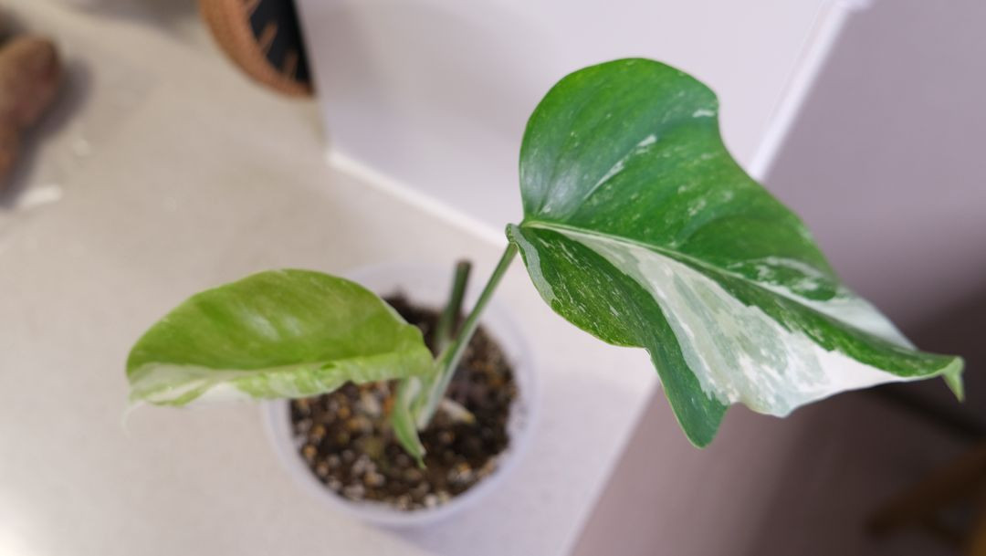 몬스테라 알보 찢잎묘--3