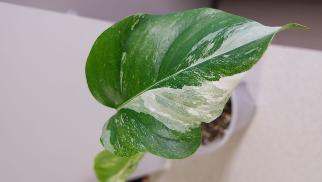 몬스테라 알보 찢잎묘--4
