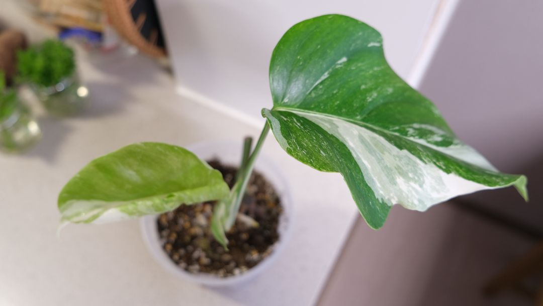 몬스테라 알보 찢잎묘--5