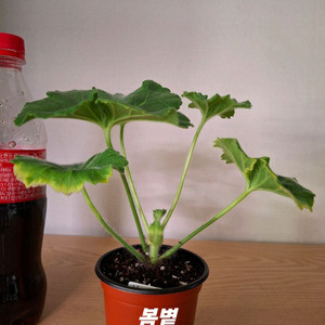 제라늄 개별분양