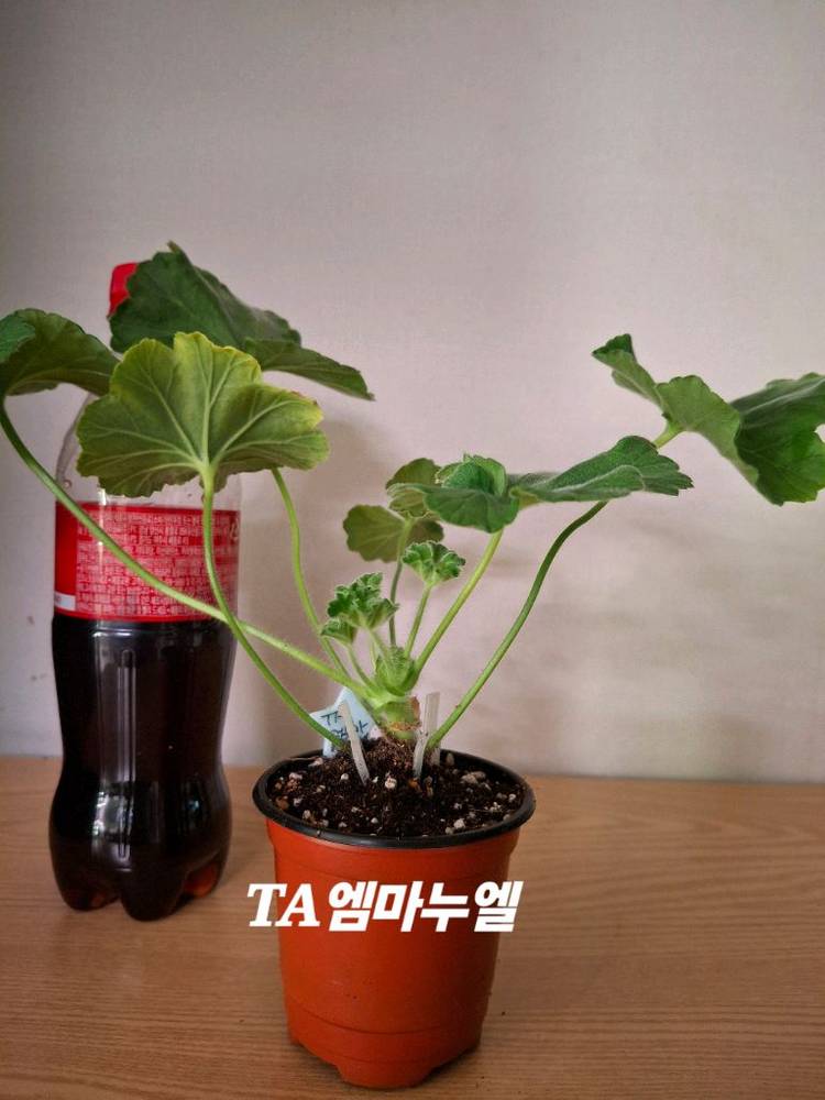 제라늄 개별분양--1