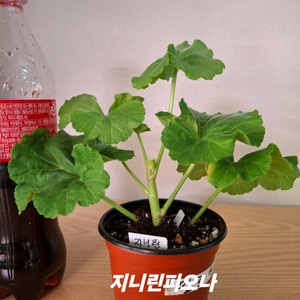 제라늄 개별분양