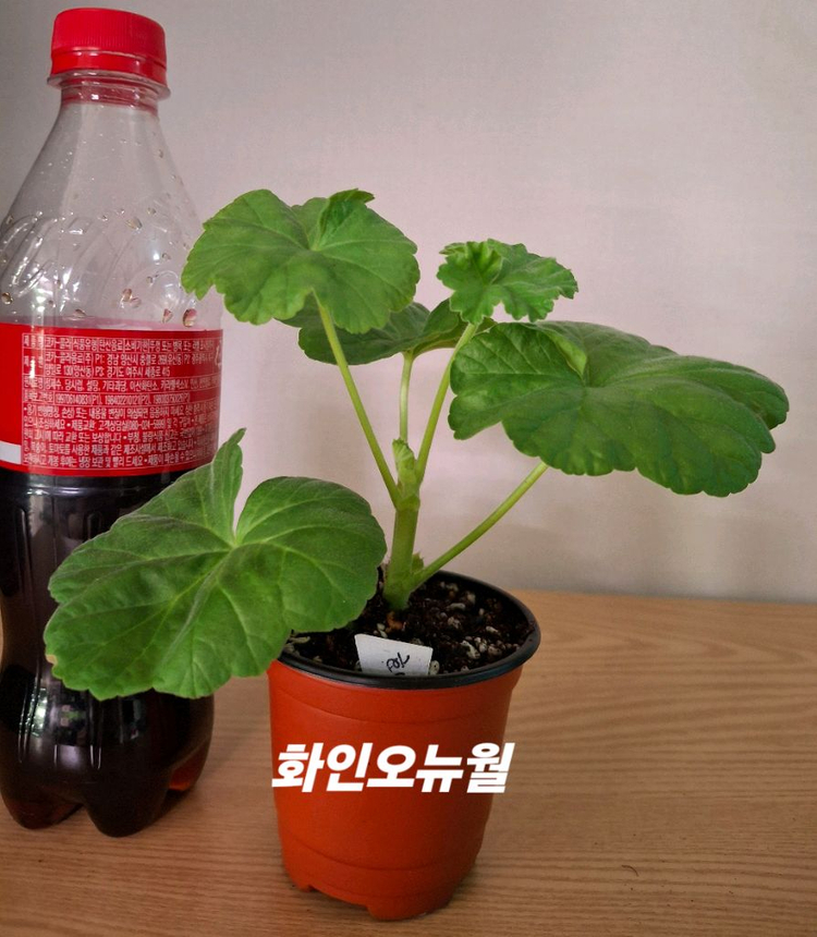 제라늄 개별분양--1