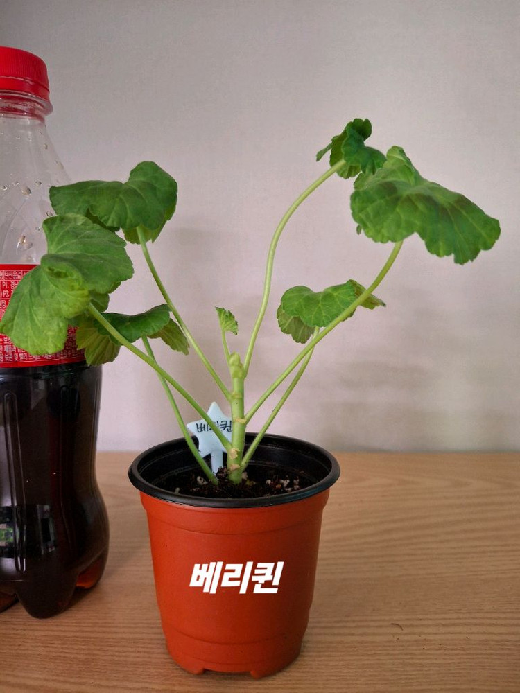 제라늄 개별분양--2