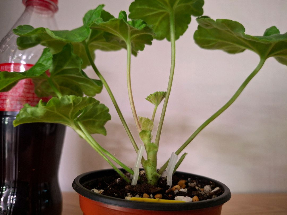 러시아제라늄--2