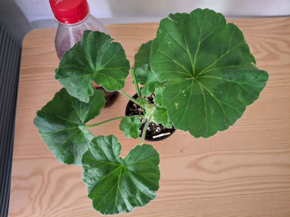 러시아제라늄--1