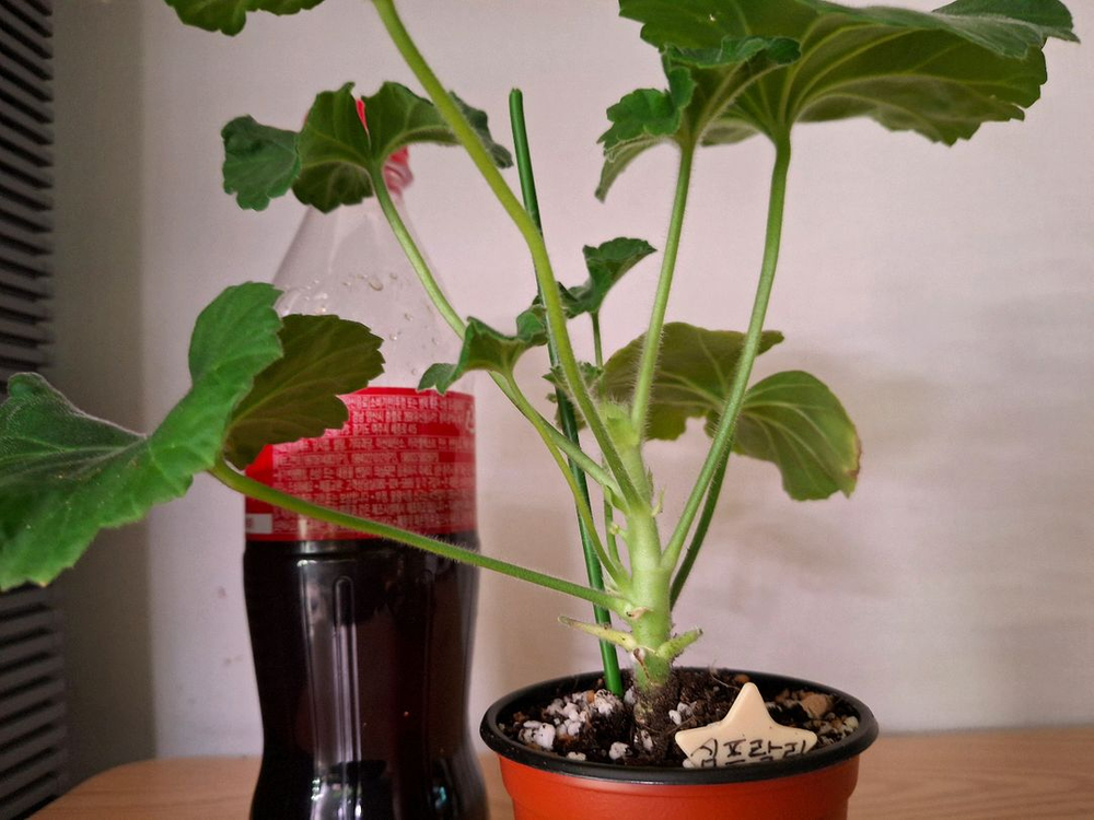 러시아제라늄--2