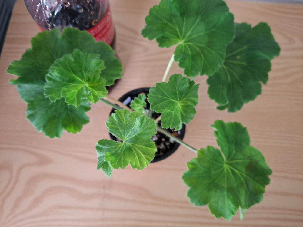 러시아제라늄--1