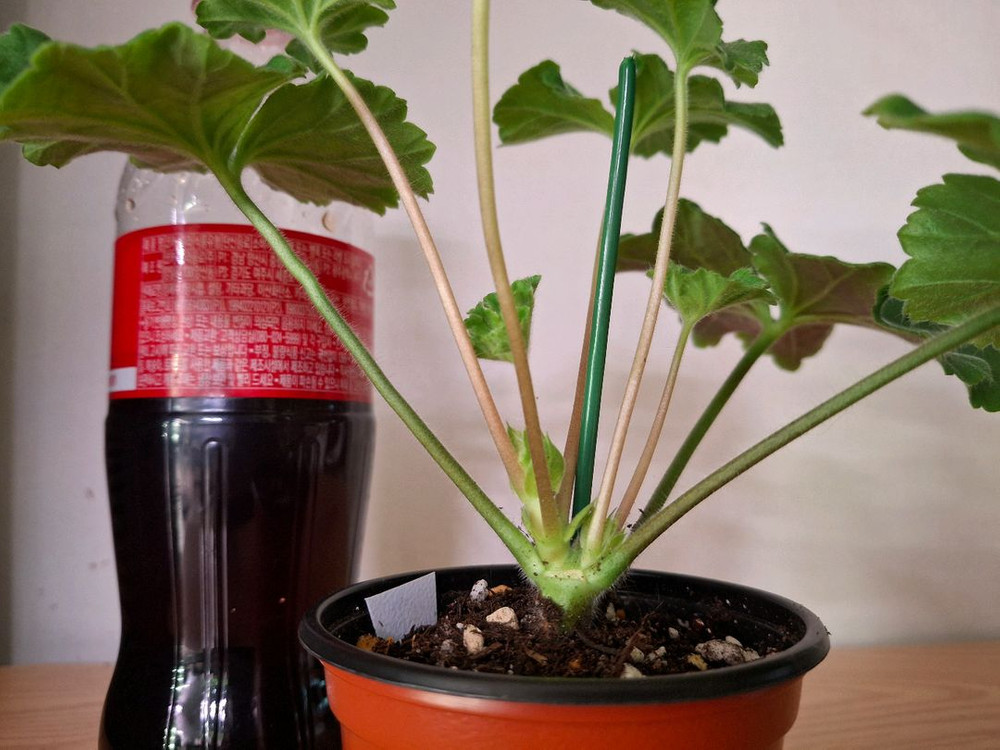 러시아제라늄--2