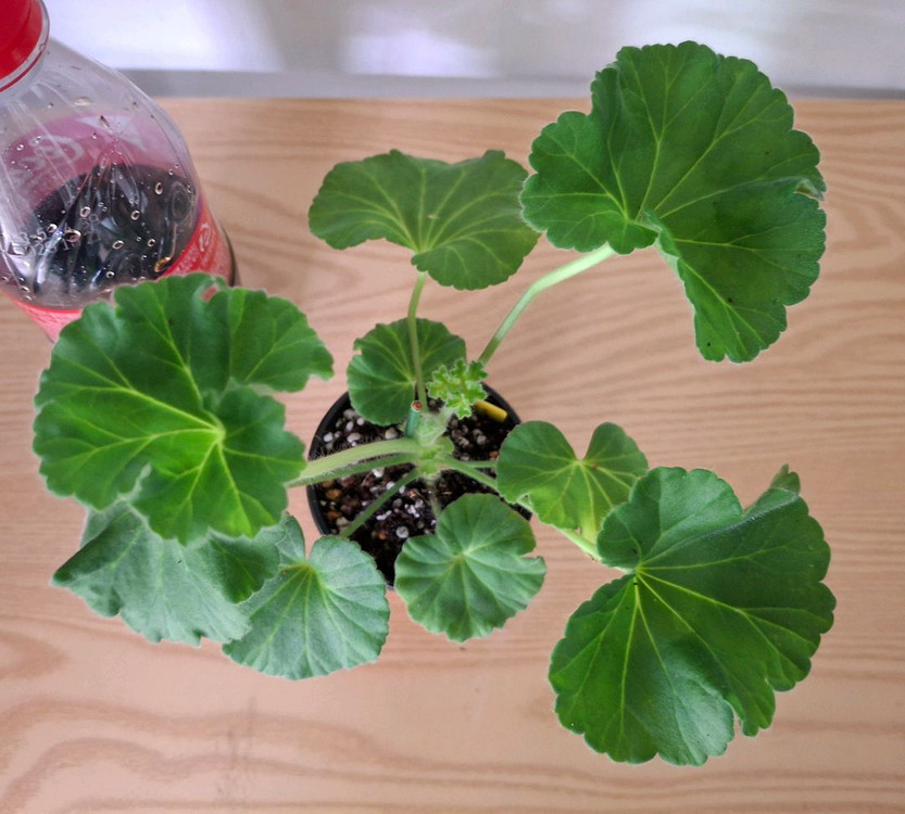 러시아제라늉--1