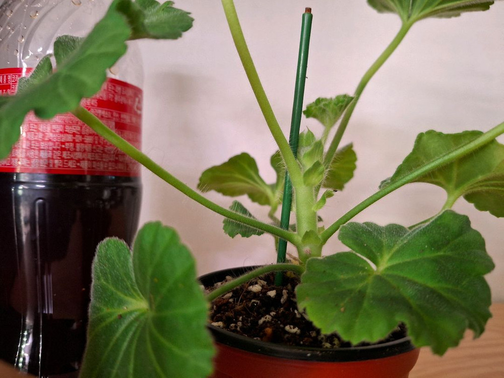 러시아제라늉--2