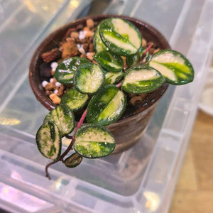 호야 마틸드바리에가타