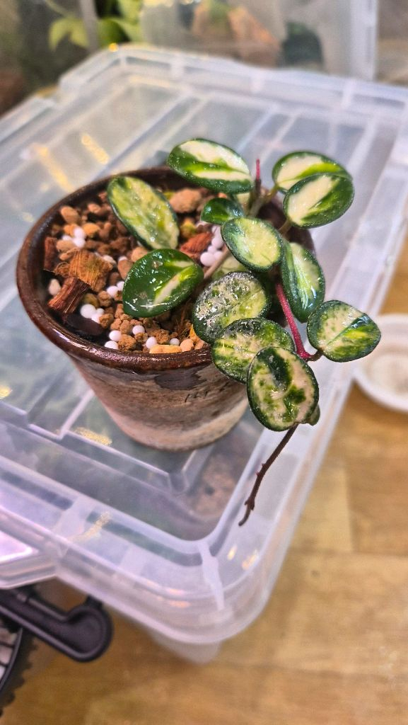 호야 마틸드바리에가타--2