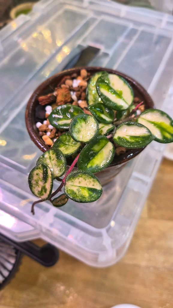 호야 마틸드바리에가타--3