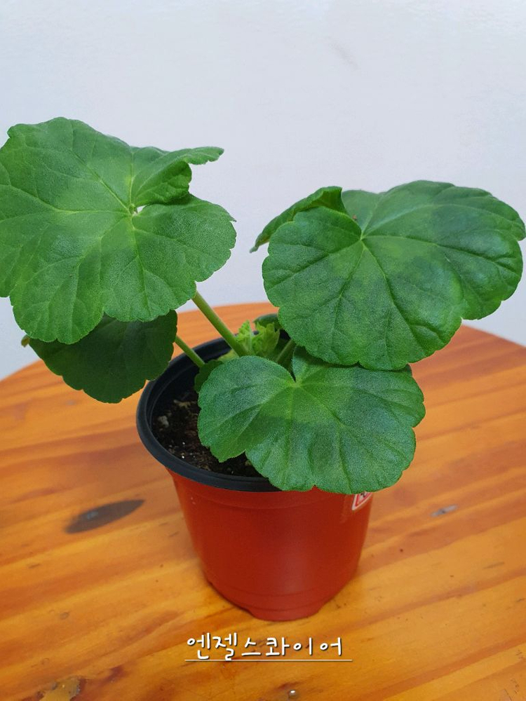 제라늄 엔젤스콰이어--2