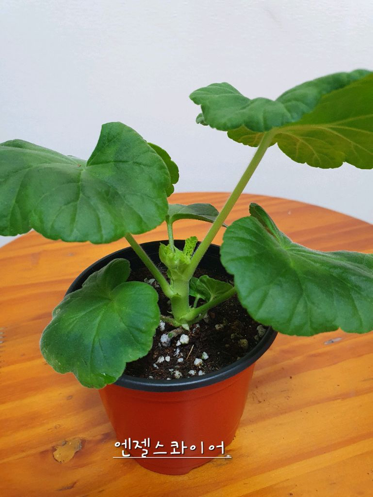 제라늄 엔젤스콰이어--3