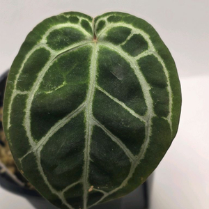 안스리움 NSE 레드크리스탈리넘