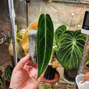 안스리움 와로퀘아넘