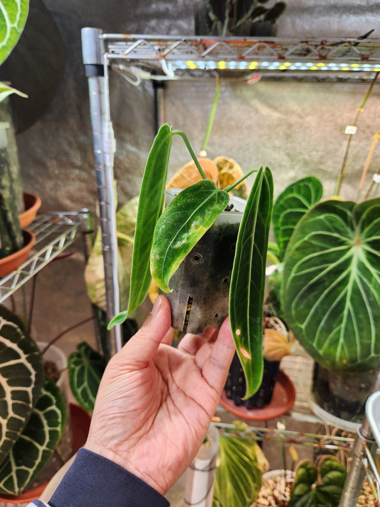 안스리움 와로퀘아넘--1