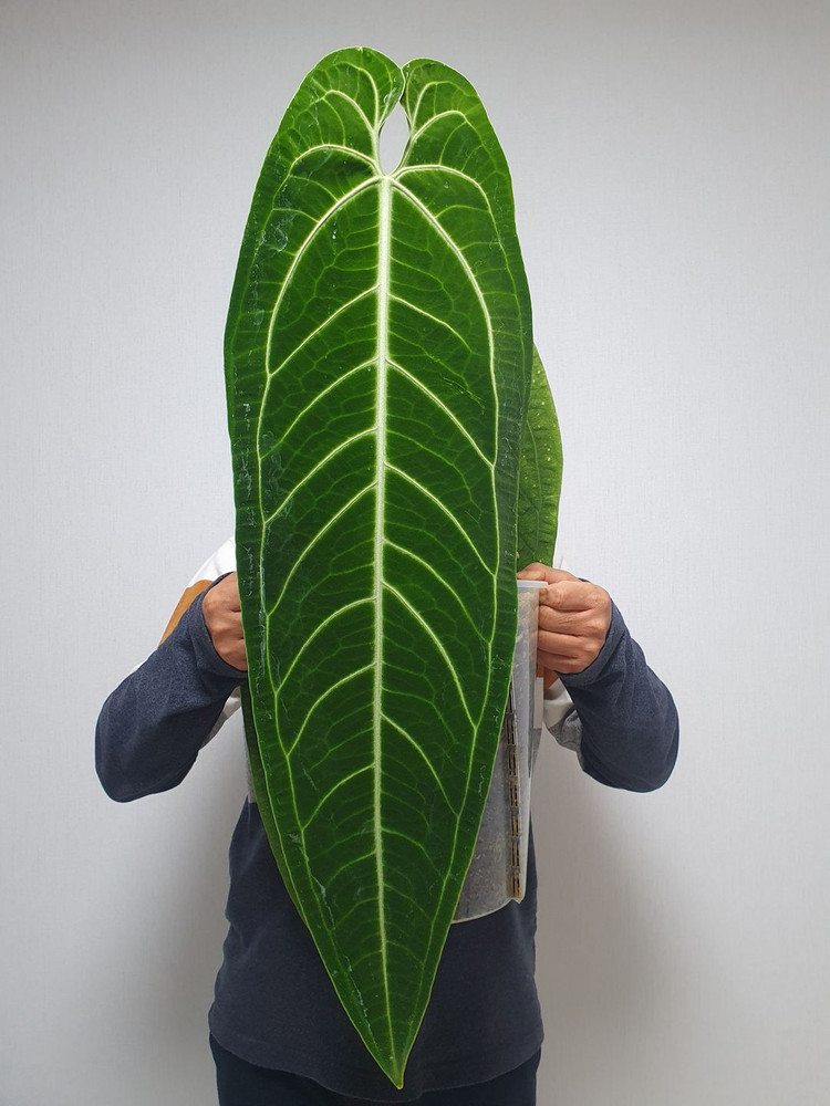 안스리움 와로퀘아넘--2