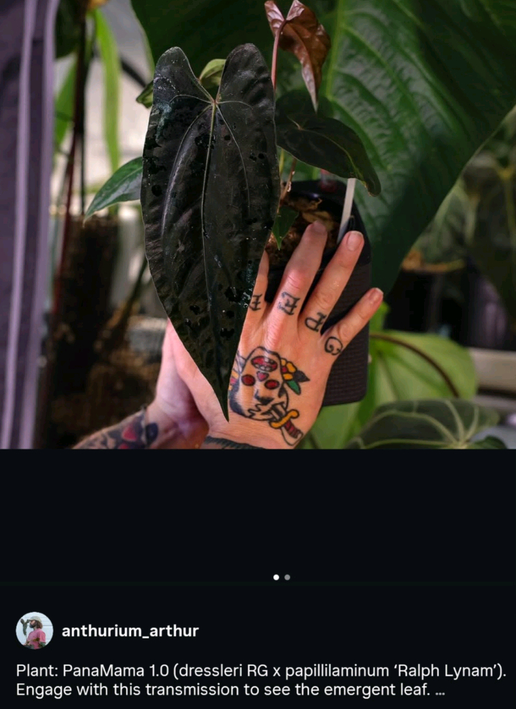 안스리움 파나마마1(JV)--3