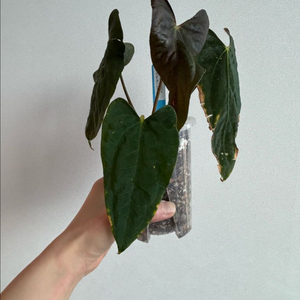 안스리움 RL F1(JV) x (FSxRL) Justin