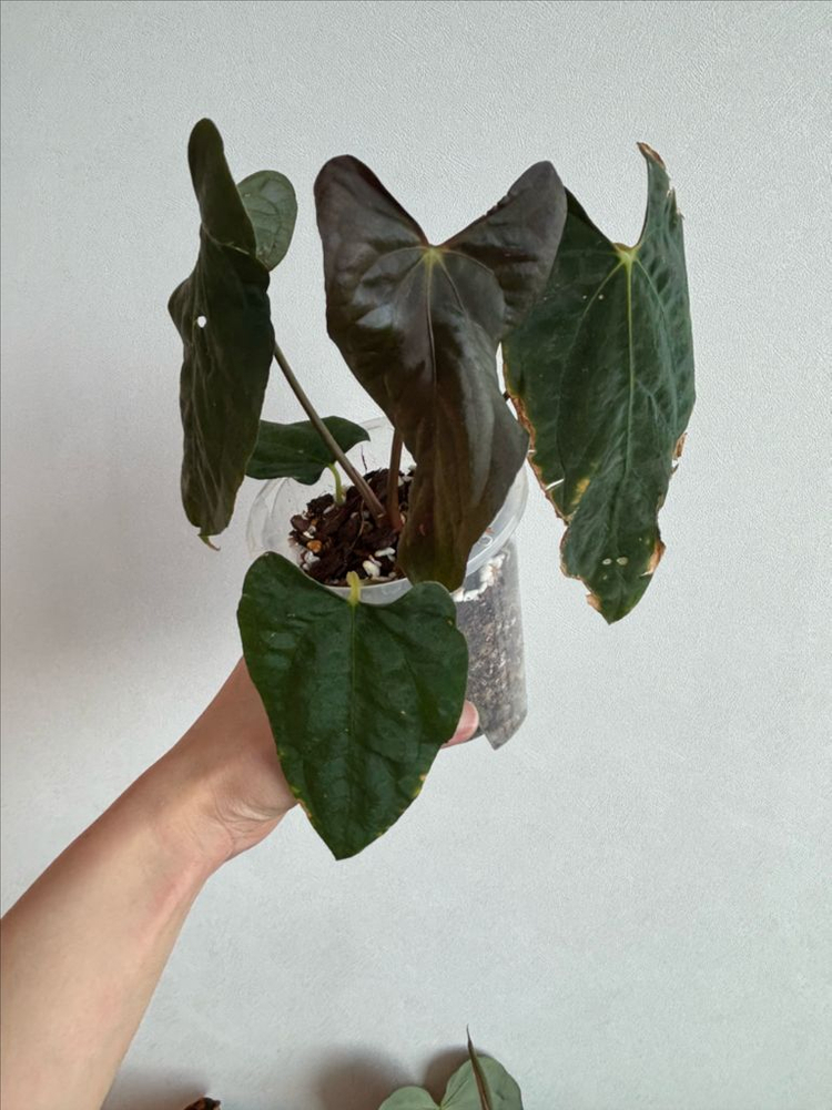 안스리움 RL F1(JV) x (FSxRL) Justin--1