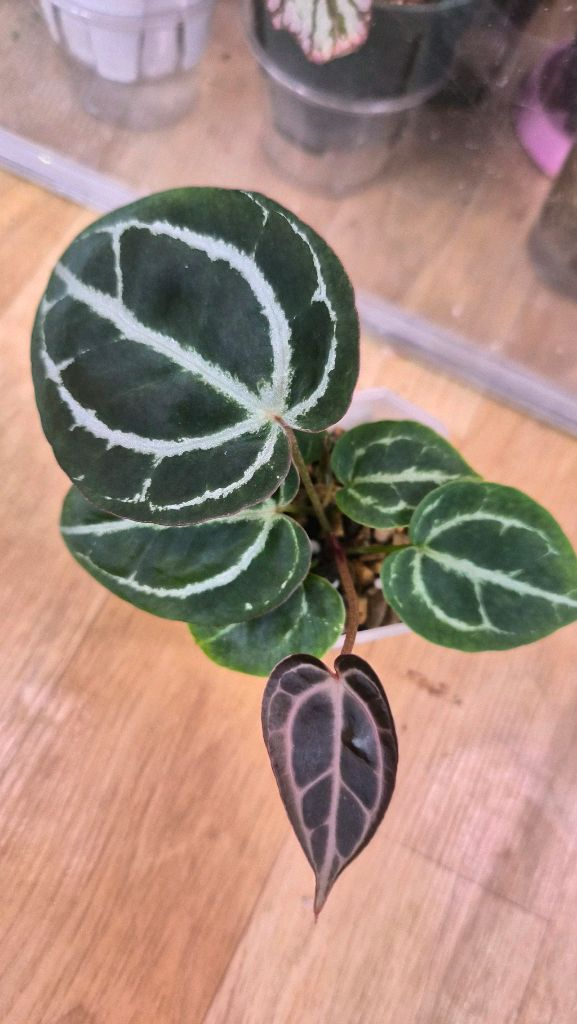 안스리움 레드크리스탈리넘--2